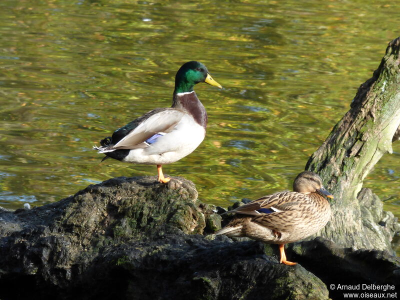 Canard colvert