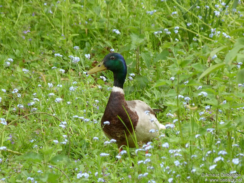 Canard colvert