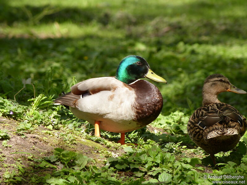 Mallard