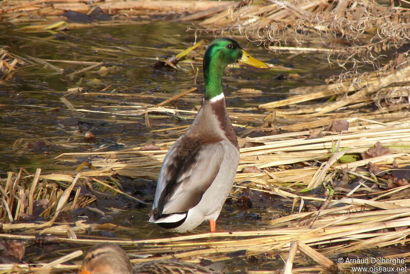 Mallard