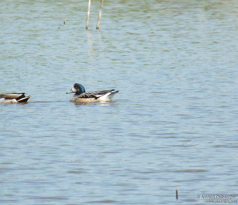 Chiloe Wigeon