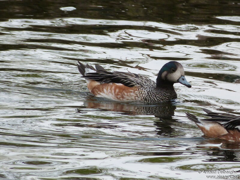 Canard de Chiloé