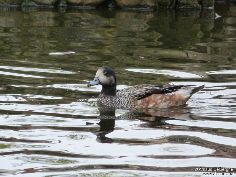 Chiloe Wigeon