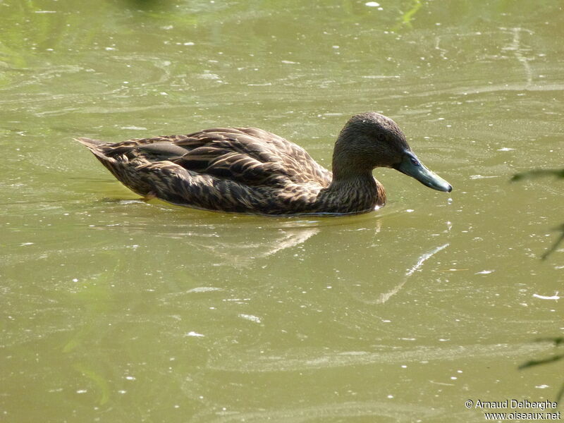 Meller's Duck