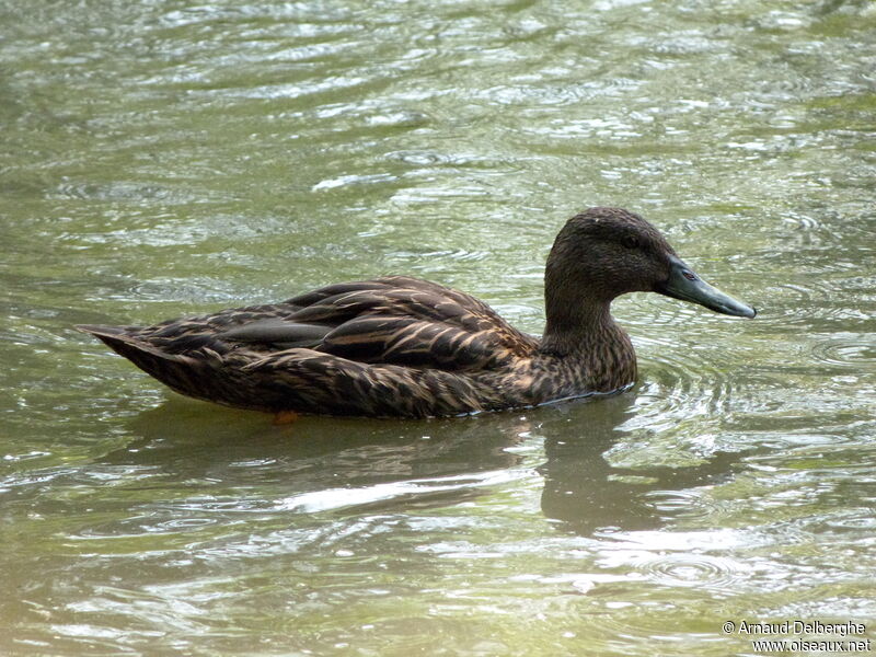 Meller's Duck