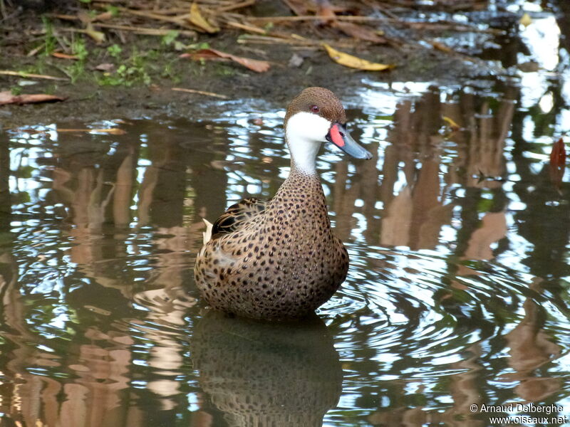 White-cheeked Pintail