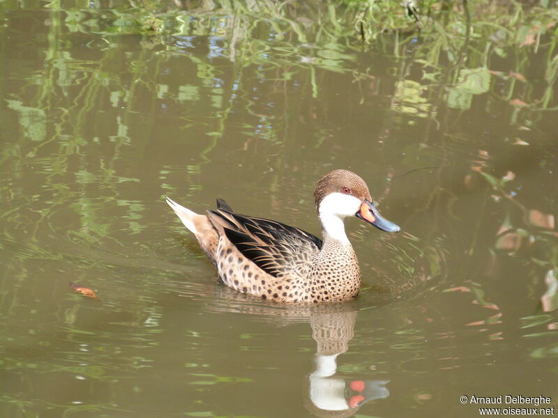 Canard des Bahamas