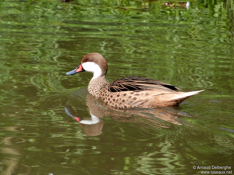 Canard des Bahamas