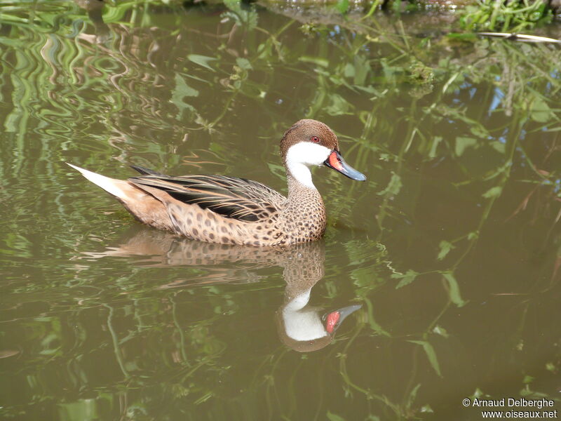 White-cheeked Pintail