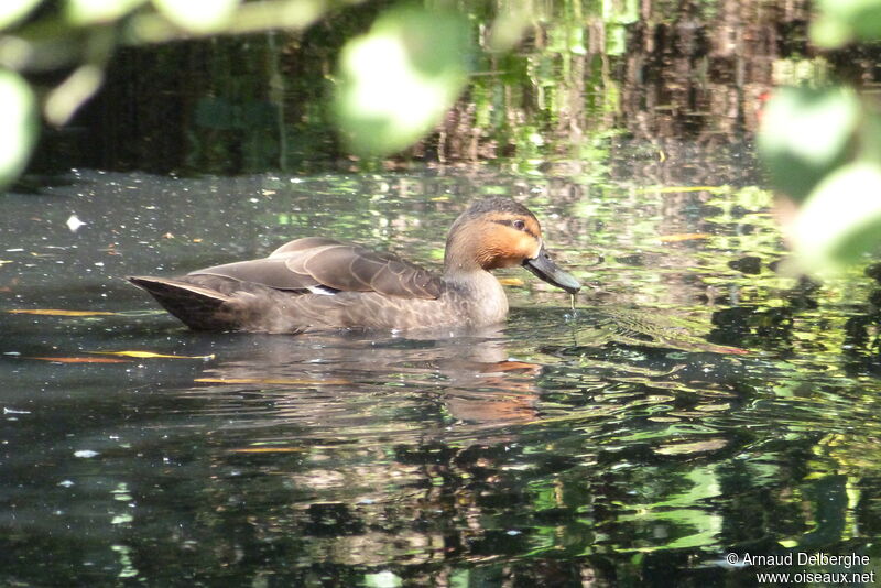 Canard des Philippines