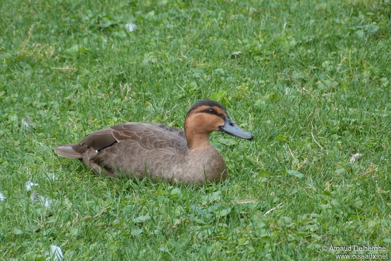 Philippine Duck