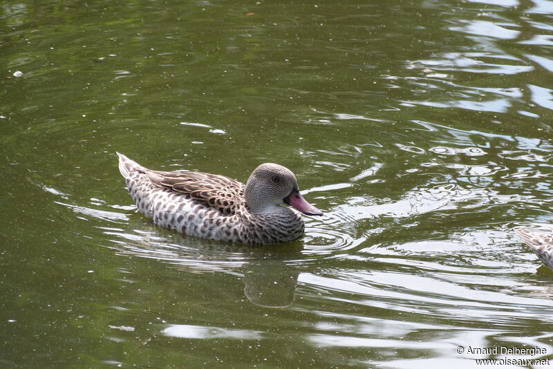 Canard du Cap