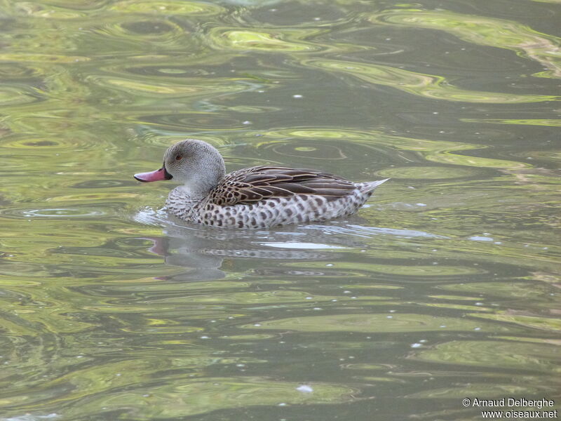 Cape Teal