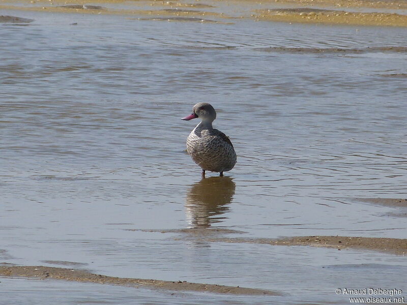 Canard du Cap