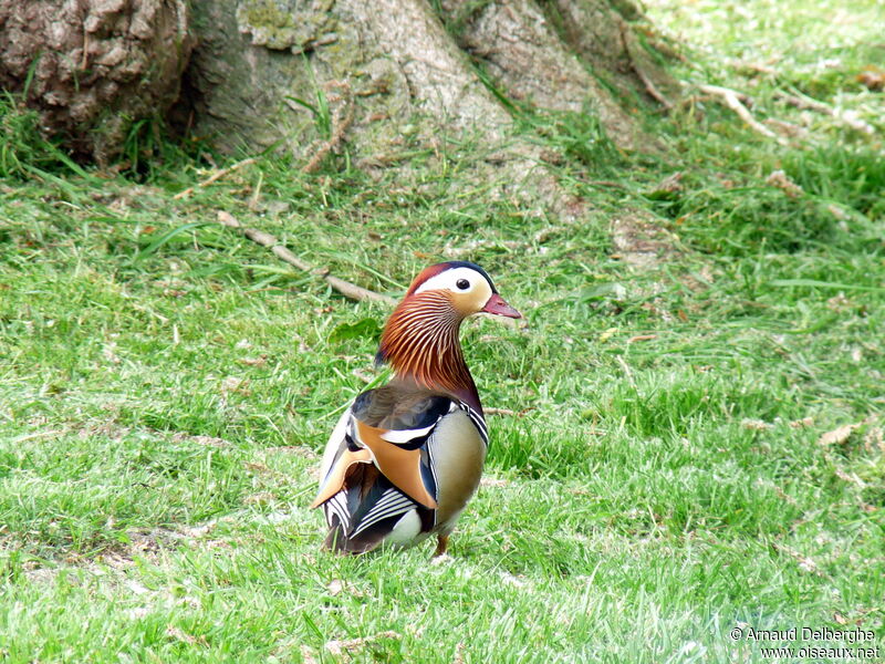 Mandarin Duck