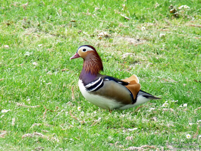 Canard mandarin