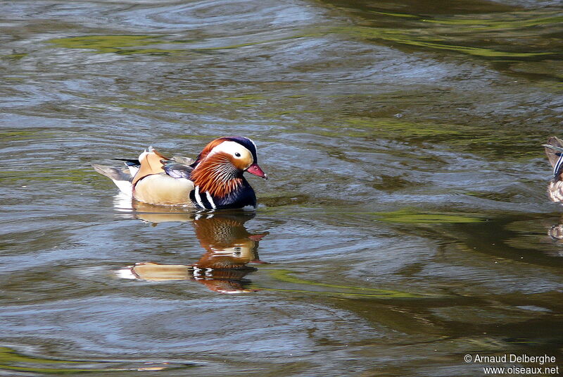 Canard mandarin