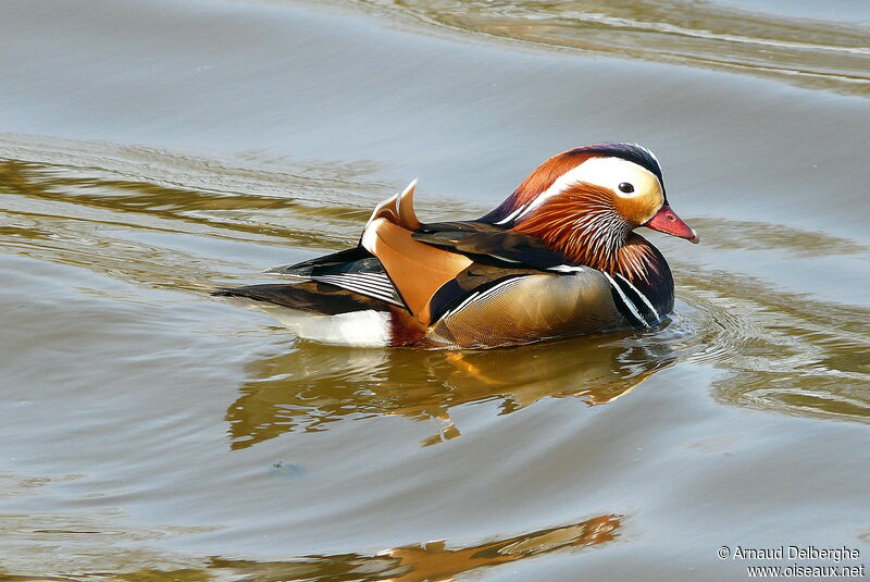 Canard mandarin