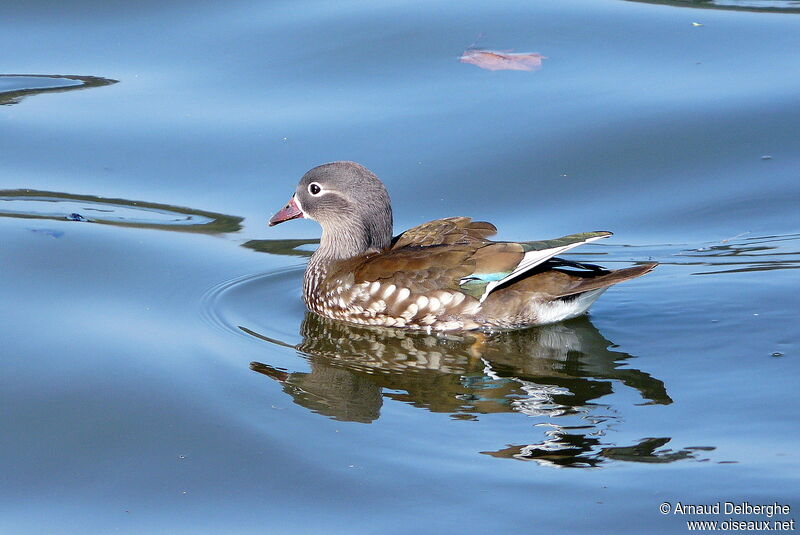 Canard mandarin femelle