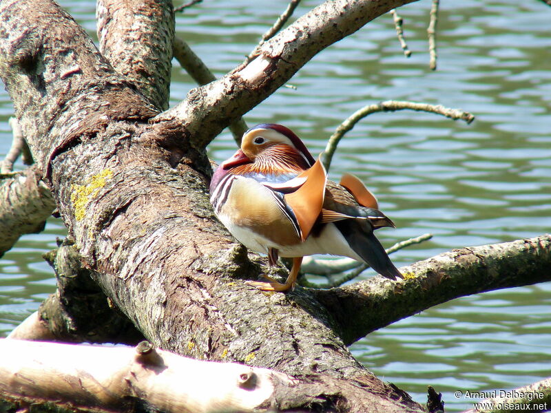 Canard mandarin