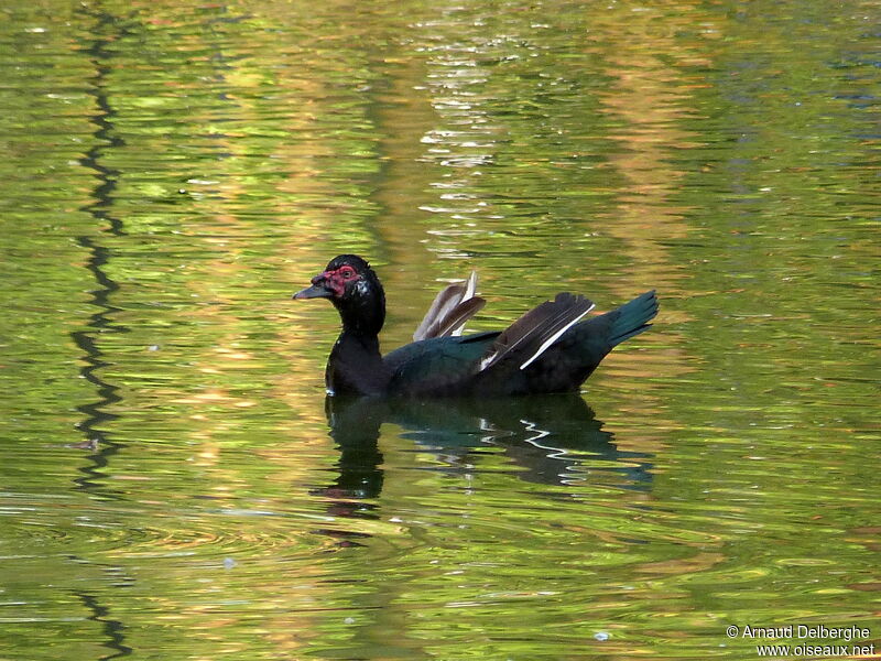 Muscovy Duck