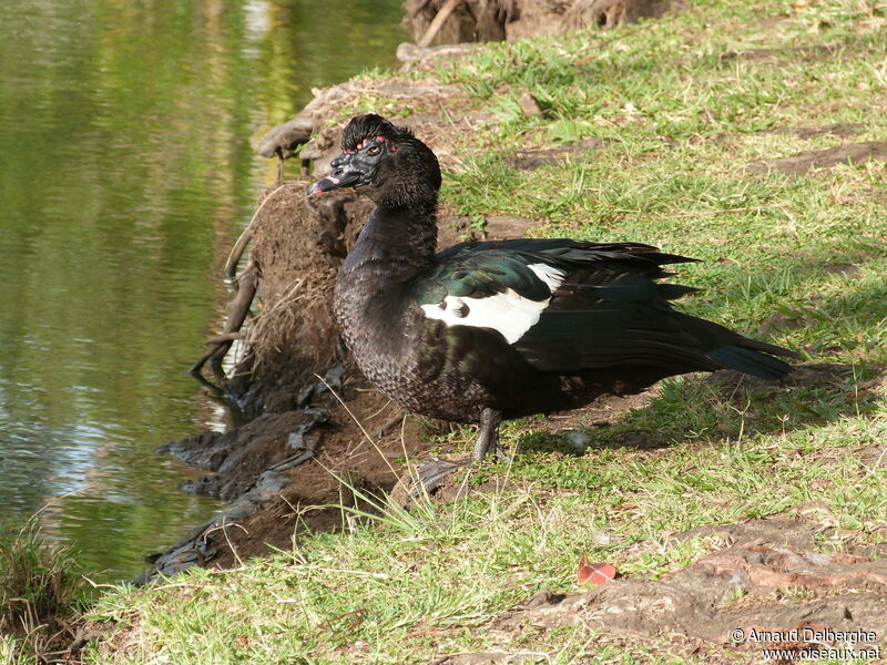 Canard musqué