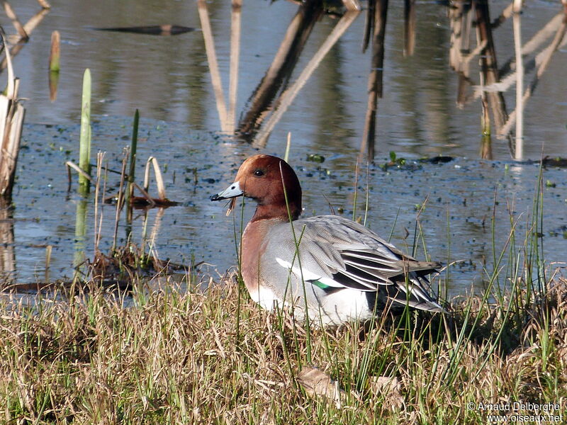 Canard siffleur