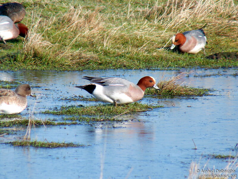 Eurasian Wigeon