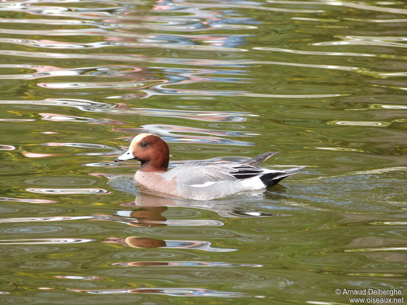 Eurasian Wigeon