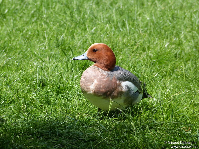 Eurasian Wigeon