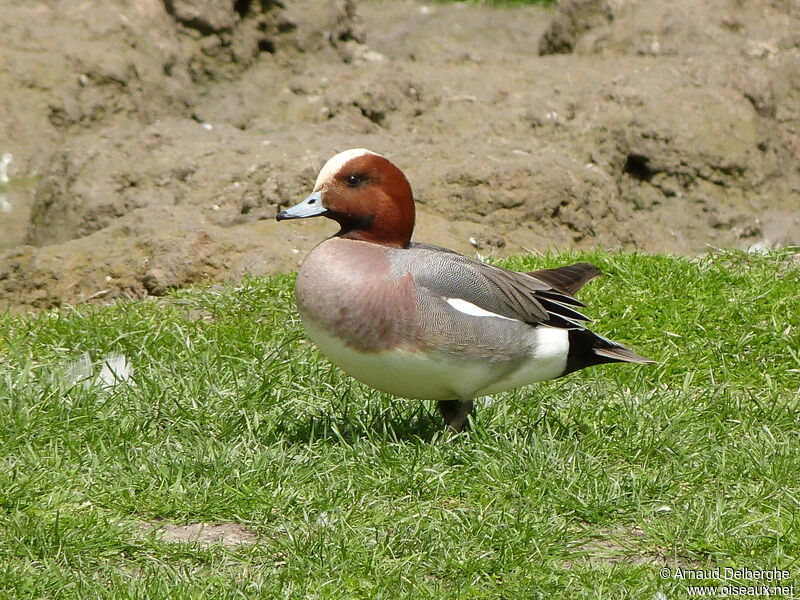 Canard siffleur