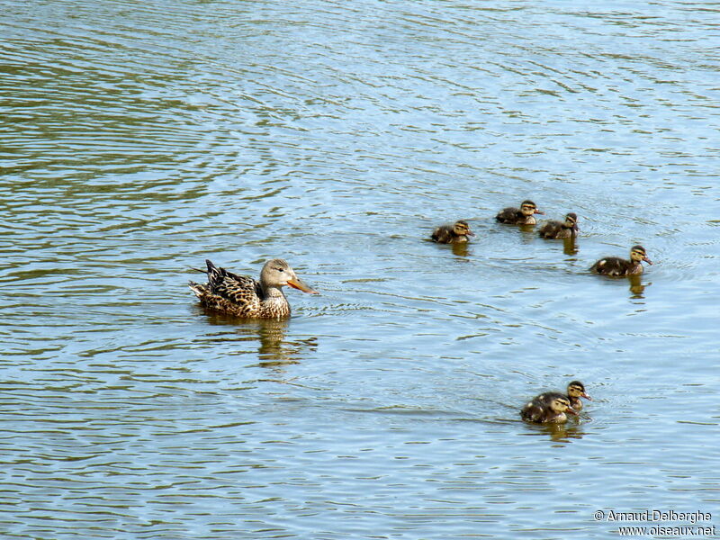 Canard souchet femelle