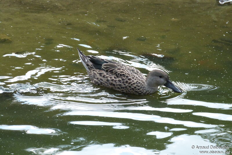 Red Shoveler female