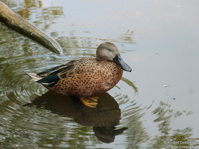 Red Shoveler male