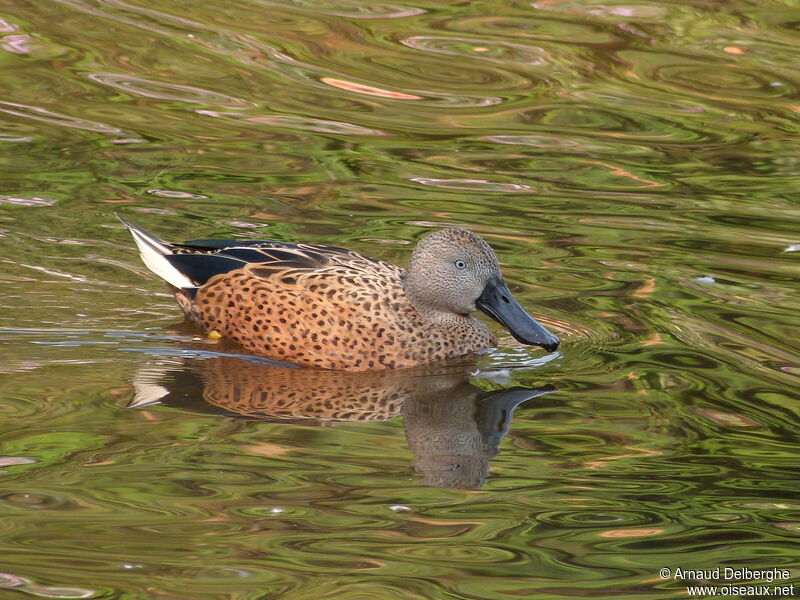 Red Shoveler male