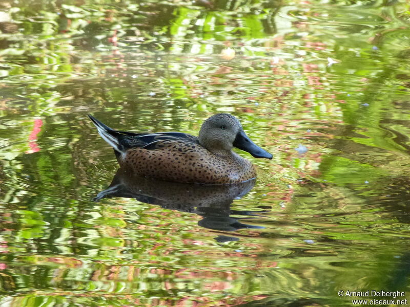 Canard spatule mâle