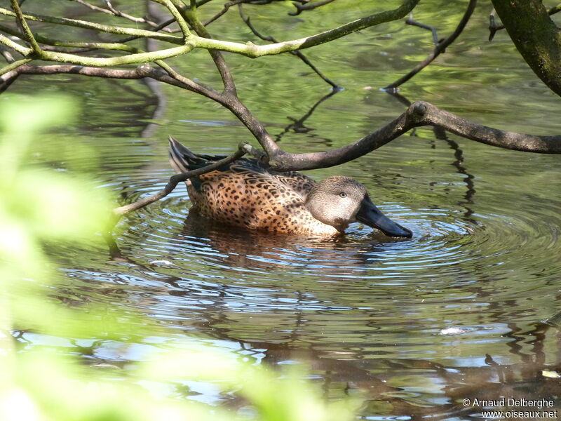 Red Shoveler