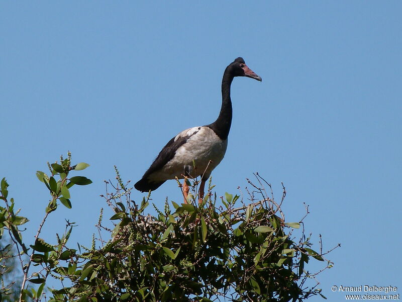 Magpie Goose