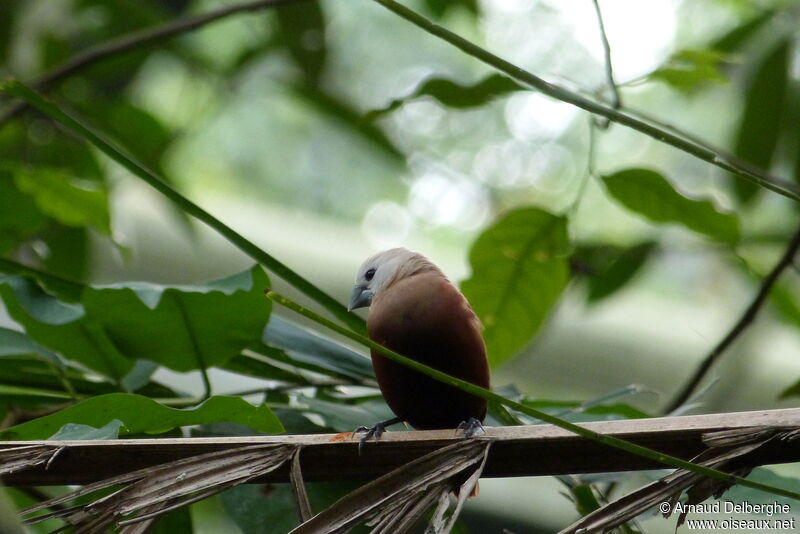 White-headed Munia