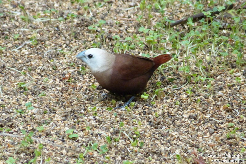 Capucin à tête blancheadulte, identification