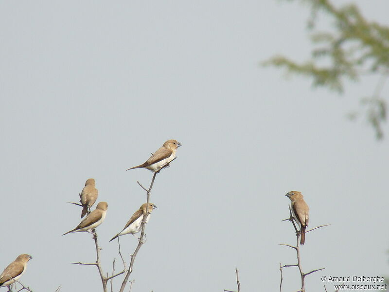 African Silverbill