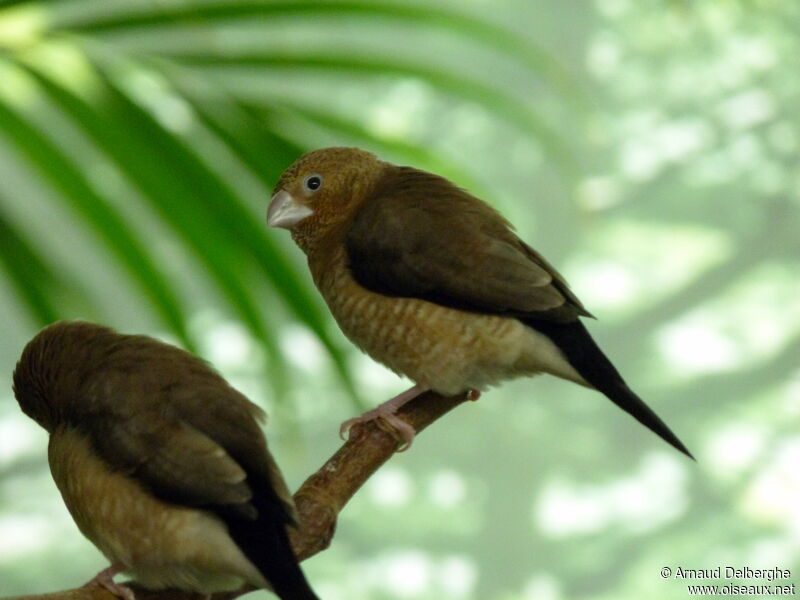 African Silverbill