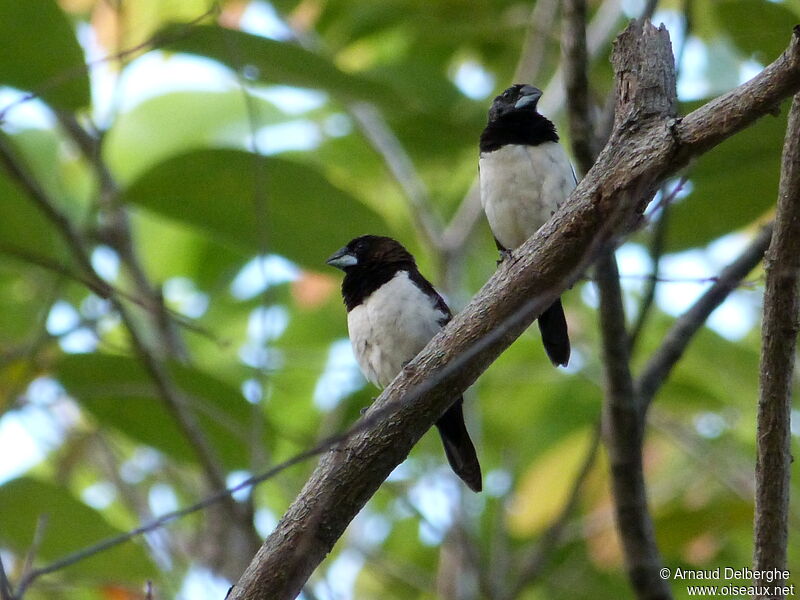 White-rumped Munia