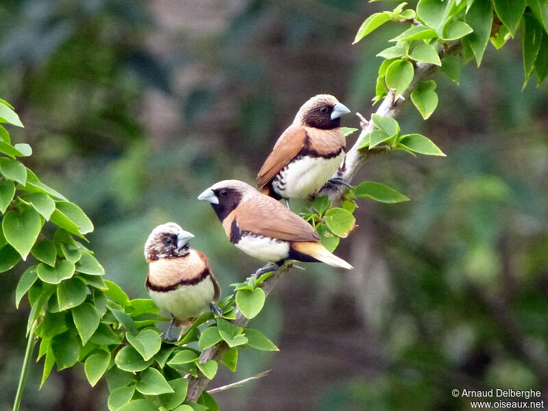 Chestnut-breasted Mannikin