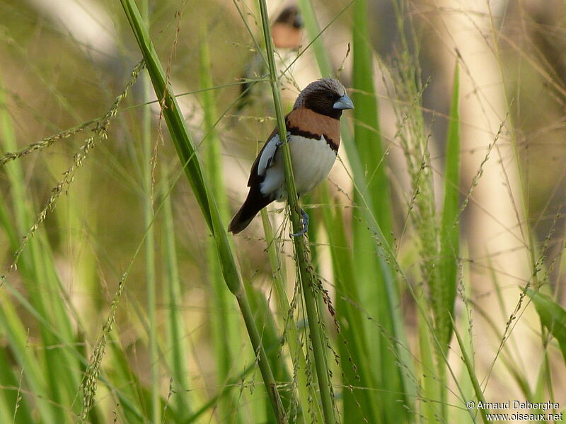 Chestnut-breasted Mannikin