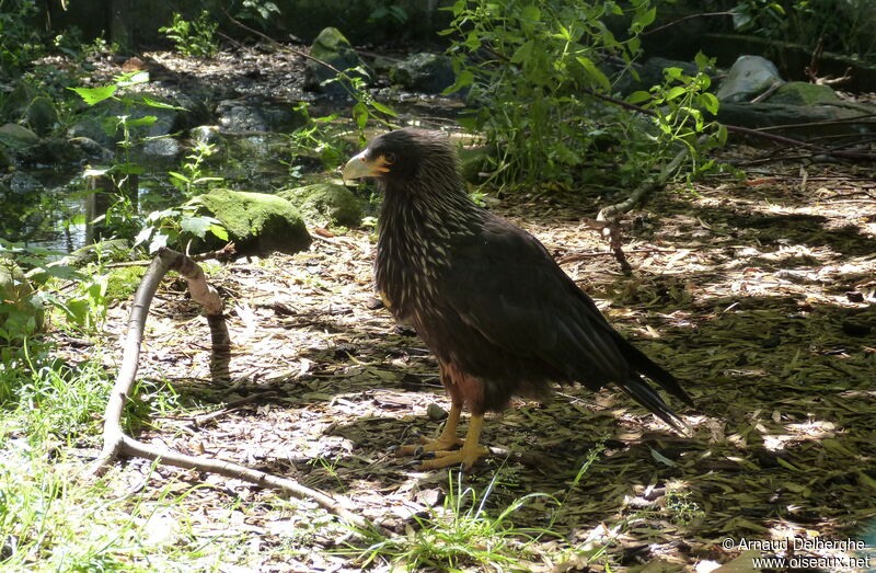 Caracara austral