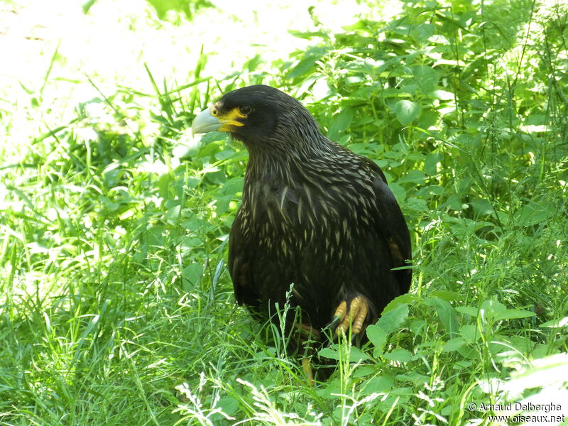 Caracara austral