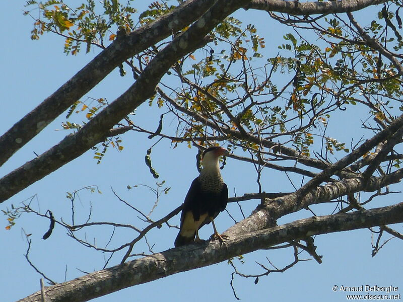 Caracara du Nord