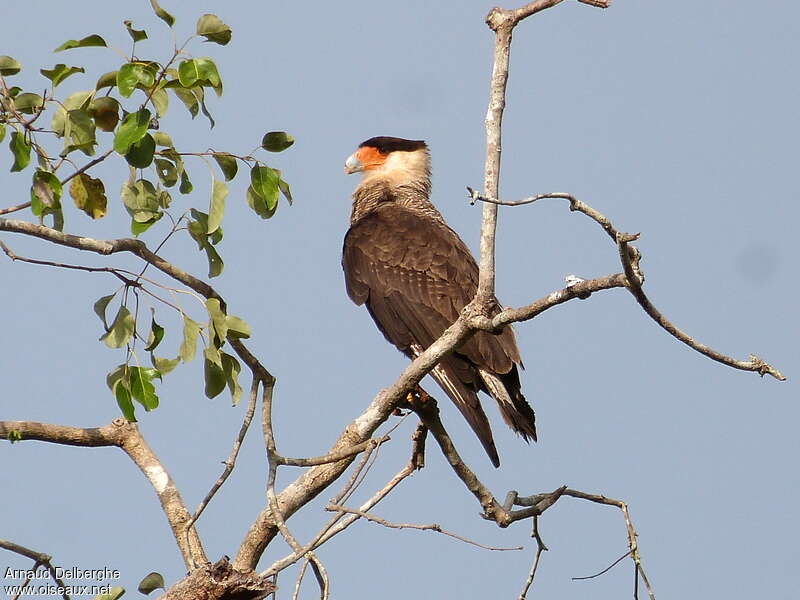 Caracara huppéadulte, habitat, pigmentation, Comportement