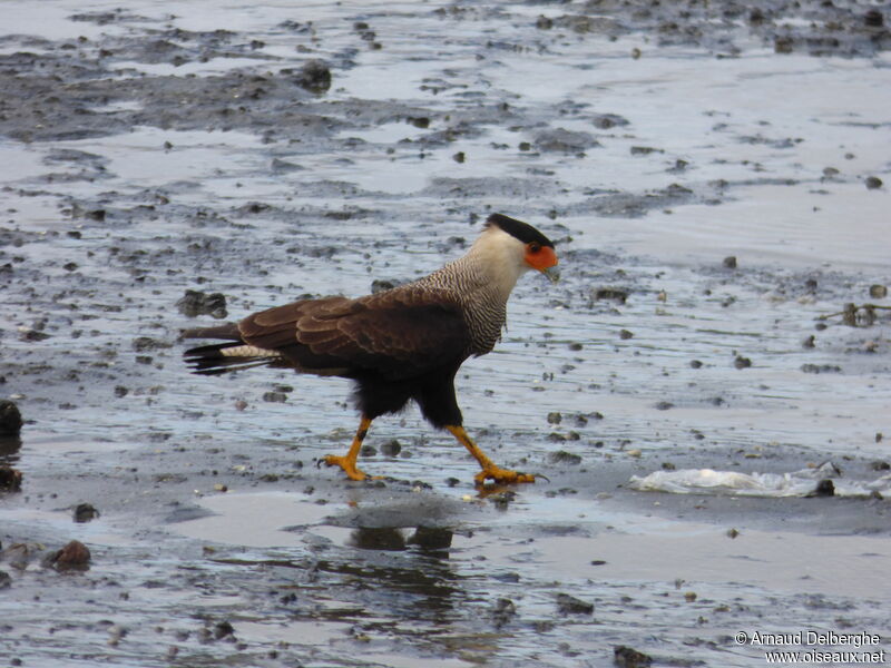 Crested Caracara